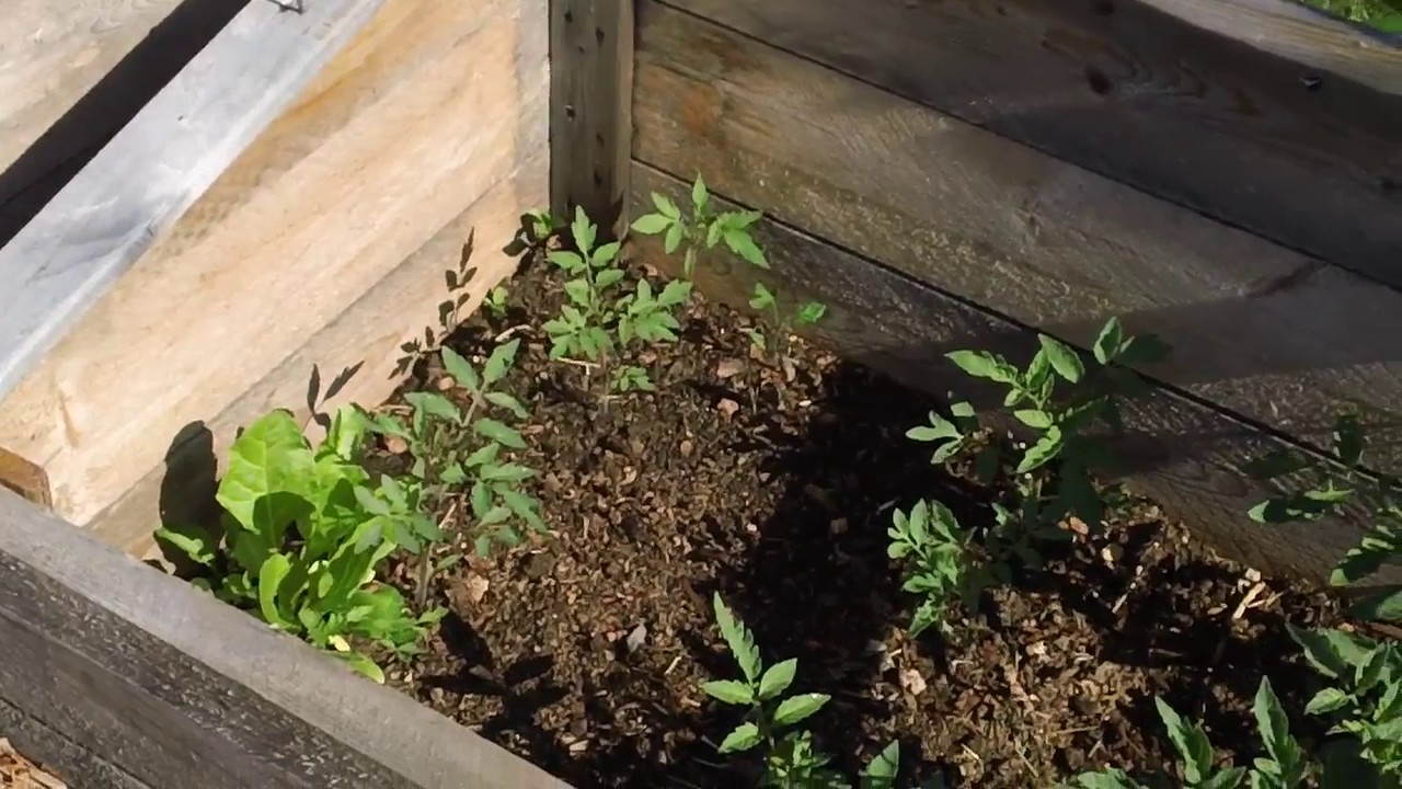 Growing Tomatoes in a Cold Climate YouTube