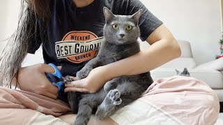 When a cat cuts its claws, it becomes a scoundrel (ENG) by 젤리공작소 (4마리 고양이) 4,697 views 2 years ago 6 minutes, 11 seconds