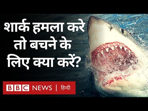 वीडियो: क्या वज्रपात में शार्क को नुकसान पहुंचा था?