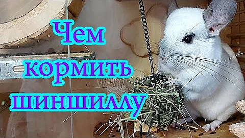 Чем кормить шиншиллу. Питание шиншилл.