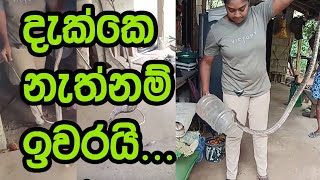 a snake had entered a home’s storage room.