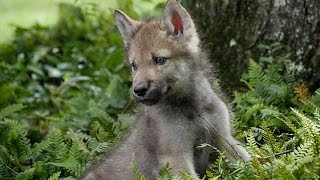 Cute Baby Wolf Pups Go Outside For the First Time
