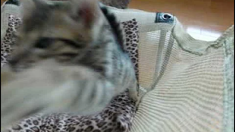 Watch the video about Bengal kitten JUMP at you!