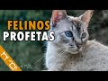 9 Cosas Que Los Gatos Predicen (REALES) | Cosas Que Los Gatos PUEDEN VER Y Los Humanos NO