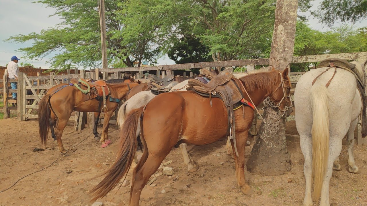 Feira de cavalos em canafístula de Frei Damião. Palmeira dos índios. AL. 02/03/2026