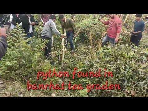 python found in banrhat tea garden #python - YouTube