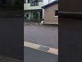 「4(よん)!」と吠える犬が発見される
