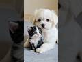 cute puppy and kitten