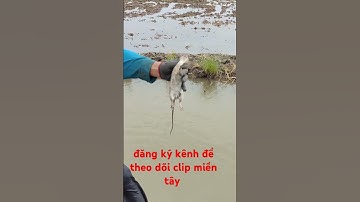 xiệt chuột đồng mùa lúa chuẩn bị xạ lúa