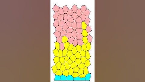 Cell vertex simulation of the crypt