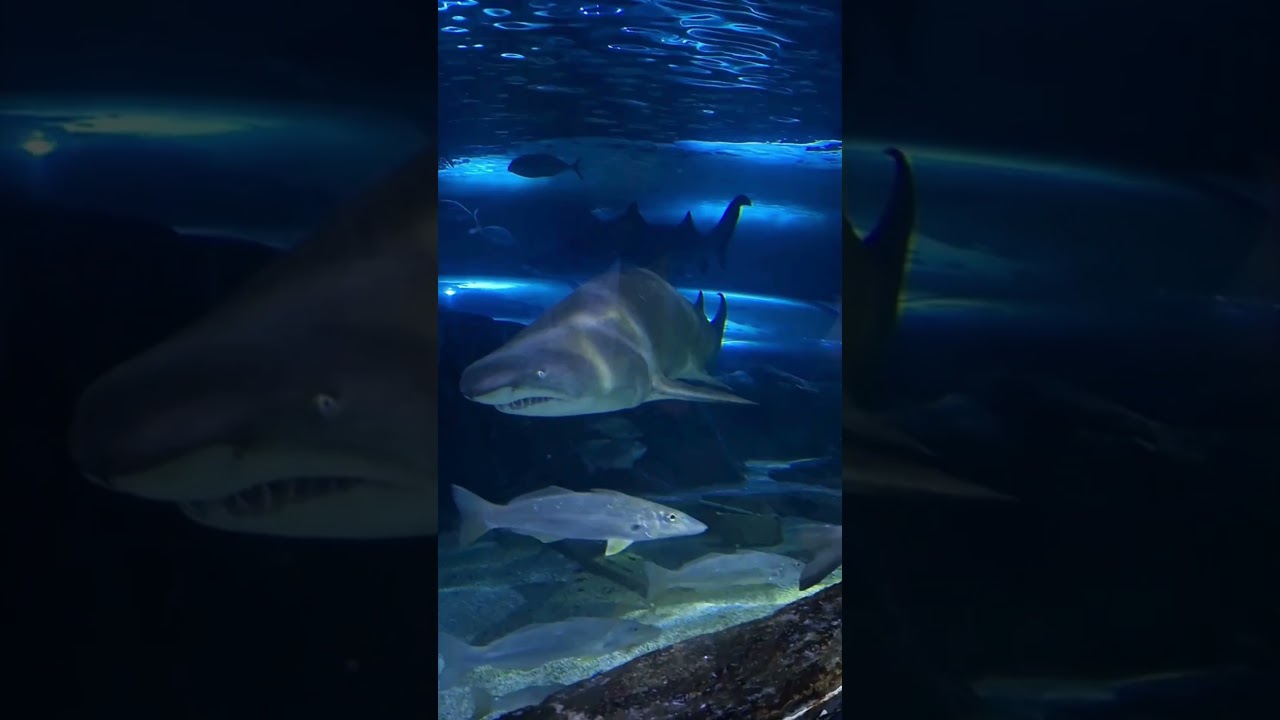 The Australian grey nurse shark,