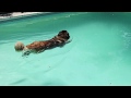 Monzie the Swimming Leonberger | Dock Diving Fail