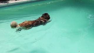 Monzie the Swimming Leonberger | Dock Diving Fail by SquishStine 14,344 views 4 years ago 2 minutes, 3 seconds