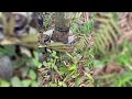 LIVE OKRA HARVESTING SATISFYING FARMING PROCESS YOU MUST SEE!