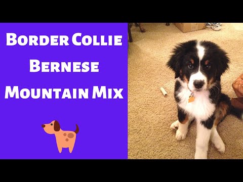 Vídeo: Bernese Mountain Dog Raça Hipoalergênica, Saúde E Vida Útil