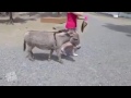 Funny Donkey With Girl