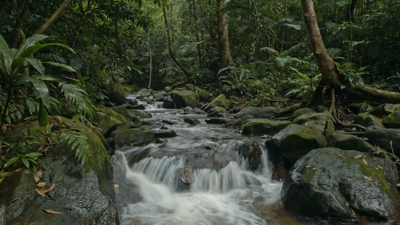 Close Your Eyes… Jungle River Sounds 🌊 Fall Asleep Fast