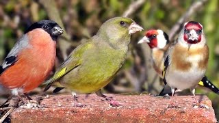 Garden Birds Videos For Cats and People To Watch  Goldfinch, Greenfinch, Bullfinch, Robin and More