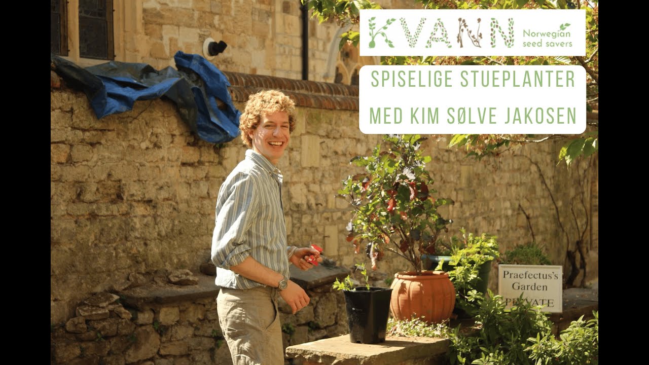 Spiselige stueplanter