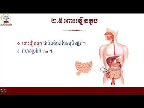 #ជីវវិទ្យាថ្នាក់ទី៧ #ជំពូក៤ ការរំលាយអាហារ# មេរៀនទី២ផ្នែកផ្សេងៗនៃប្រដាប់រំលាយ អាហារ(ត)