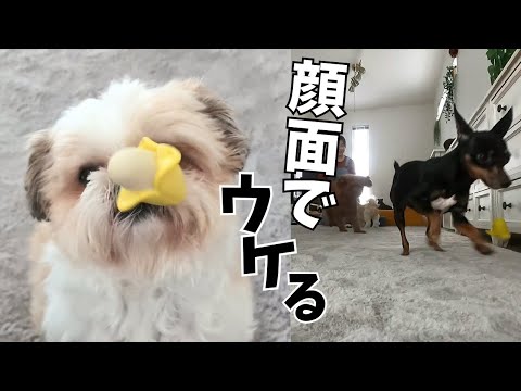 そういう所が好き! ひとりペースが違う犬がいるwww~多頭飼い~チワワ・シーズー・ミニチュアピンシャー・トイプードル