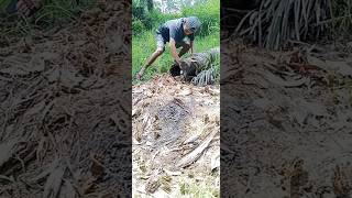 This person caught a batik chicken in a sugar palm tree #nature #shortvideo #amazing