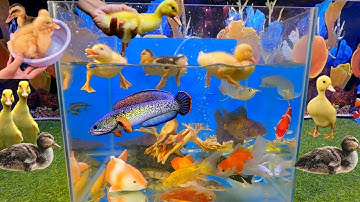 Video các loại cá cảnh đẹp, tổng hợp động vật dễ thương, vịt, cá lóc thái, cá rồng, cá ba đuôi