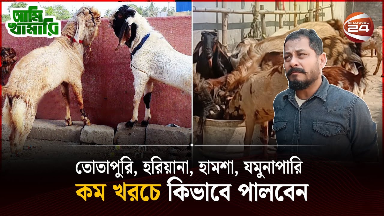 সৌখিন ভাবে ছাগল পালনে হচ্ছে লাভ | Goat Farm | Ami khamari | Channel 24