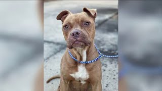 Friends of Jacksonville Animals Pet Project