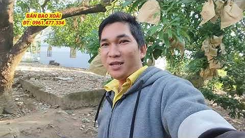 Giá xoài đài loan hôm nay 26/11/2025