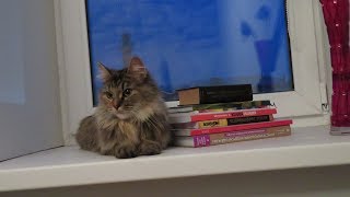 Кошку забрали из приюта домой \\День 1 Кошку забрали из приюта домой \\День 1