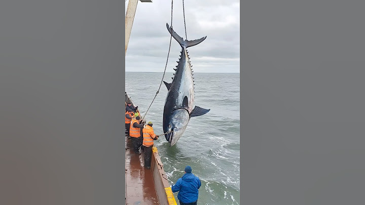 Deep-Sea Tuna Fishing#Marine Fishing Operation#Tuna Fishing#Deep-Sea Operation#Marine Fisheries