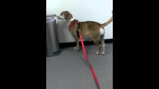 12 29 14 Kira At Vet Video