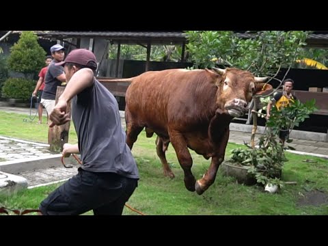 BELUM LAMA DI