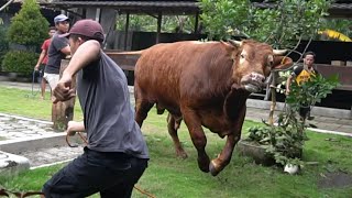 Dangerous! Big bull want to escape from farm  Setia Farm Indonesia