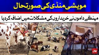 Cattle Market Latest Updates | BOL News