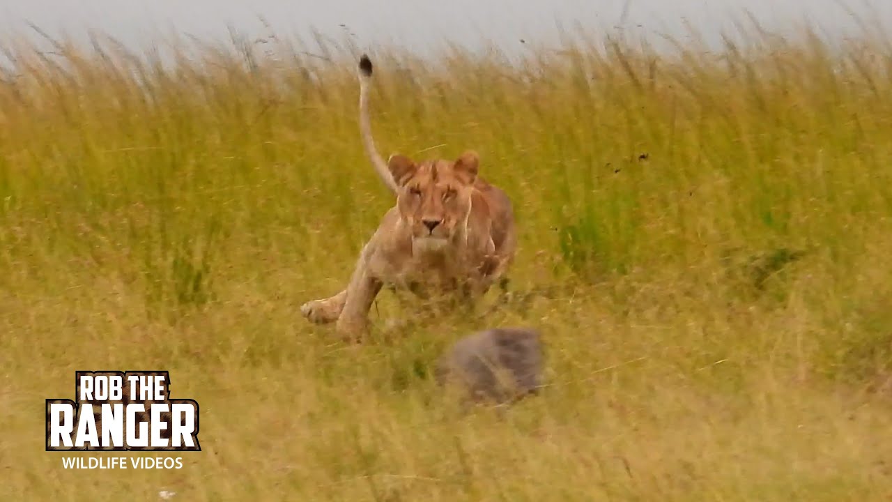 Multiple Failed Attempts By Lions On Warthog | Lalashe Maasai Mara Safari