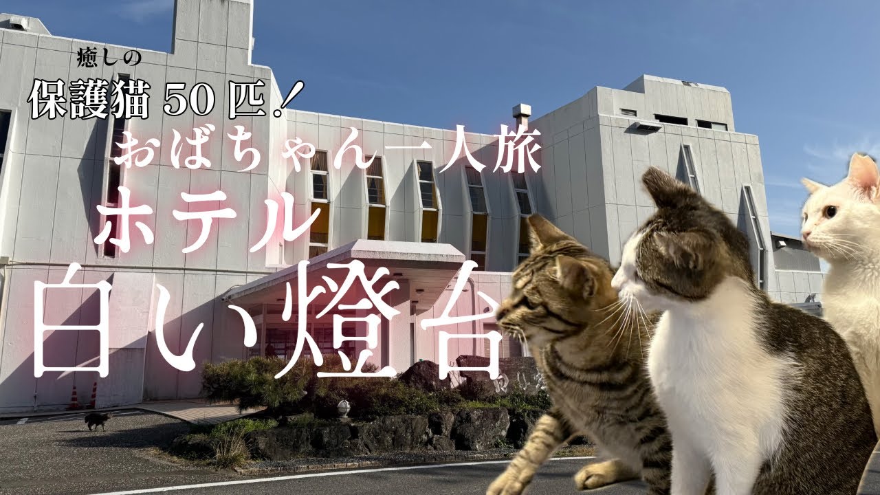 第1話　保護猫50匹に癒されまくるホテル白い燈台へ行ってきました