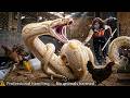 Timelapse 72 Hours : Chaos on the Farm as a Giant Python Strikes – The Girl’s Reaction Was Shocking!