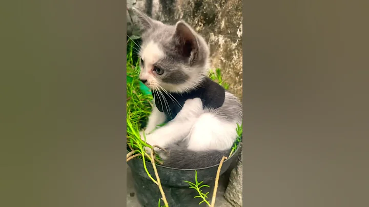 Watch the video about Kitten so cute #adoreble #munchkin