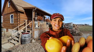 NEVER Throw away ORANGE OR LEMON SKINS! 5 uses from the Homestead