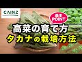 高菜の栽培｜タカナの育て方【カインズ野菜栽培 】