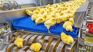 Inside Chicken Mega Factory Process | From Egg to Meat | Chicken Egg Incubation Broiler Farm Process
