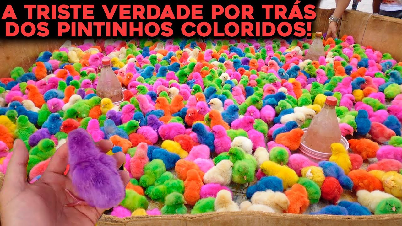 A TRISTE VERDADE POR TRÁS DOS PINTINHOS COLORIDOS