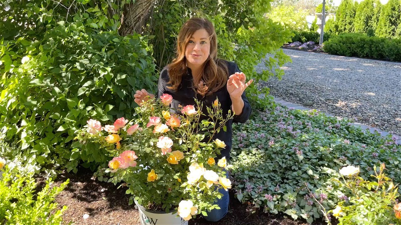 Planting Roses with Garden Answer 🌹 YouTube