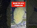 かわいすぎて毒