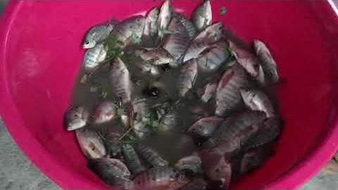 Cá rô phi nướng muối ớt # Anh Em Vloggg