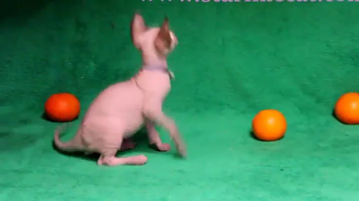 Watch the video about Canadian sphynx For Sale, male Ronaldo Cattery Sphynx Star-Line