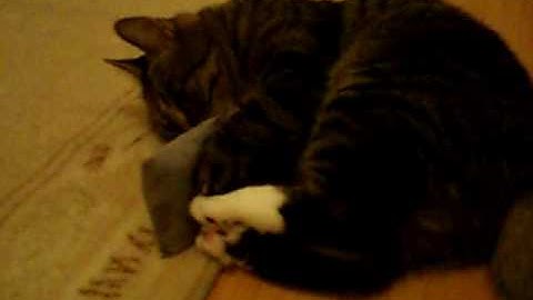 Catnip Overdose part 3: Mato with catnip cushiontoy