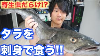 まさかの寄生虫 タラをさばいて刺身で食べた結果 Youtube